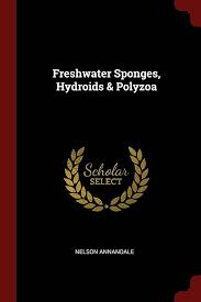 Freshwater Sponges, Hydroids & Polyzoa